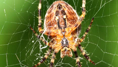 a-large-cross-spider-sits-in-her-spider's-web-and-lurks-for-prey