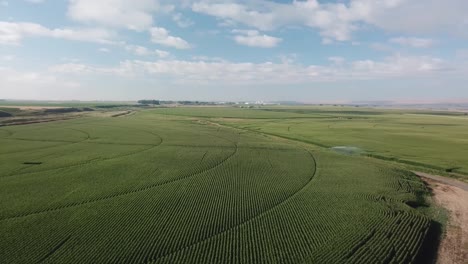 Beautiful-panoramic,-aerial-view-of-corn-fields-with-pivot-irrigation-in-the-Columbia-basin-of-eastern-Washington-State-in-late-summer