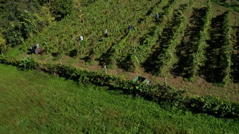 Harvesting-grapevine-in-vineyard,-aerial-view-of-winery-estate-in-Europe,-workers-pick-grapes,-aerial-view