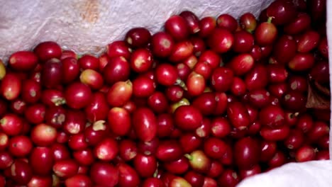 Cerezas-De-Café-De-Color-Rojo-Brillante,-Recién-Recogidas-En-Un-Saco-Blanco