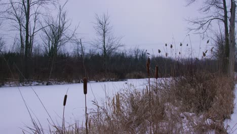 Static-Cattails-Bulrush-Marsh-in-Canadian-Winter