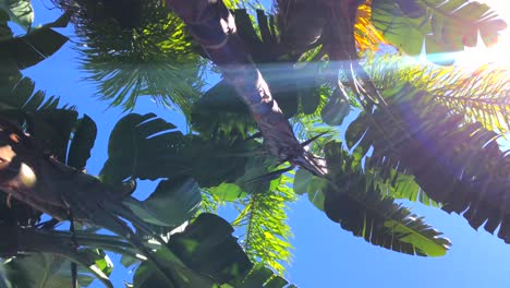 Spinnen-Und-Rotieren-Unter-Tropischen-Palmen-Mit-Sonnenschein-Und-Blauem-Himmel-In-Marbella,-Spanien