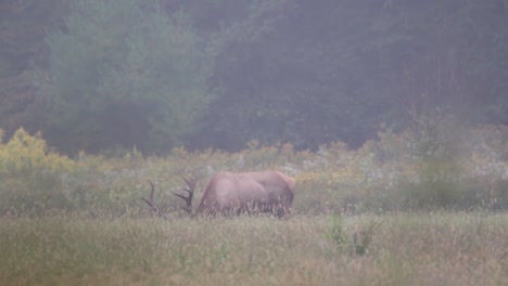 Elk-feeding-in-meadow,-fog-rolling-off-field-at-dawn