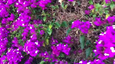 Walking-past-a-beautiful-wall-of-purple-and-pink-Bougainvillea-flowers,-Bougainvillea-spectabilis-bush-in-Marbella-Spain