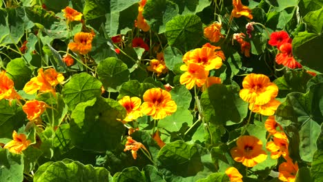 Beautiful-flower-field-of-orange-and-yellow-Nasturtiums-in-sunny-weather-with-wind-movement-in-Marbella-Spain