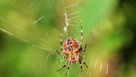 a-large-cross-spider-sits-in-her-spider's-web-and-lurks-for-prey