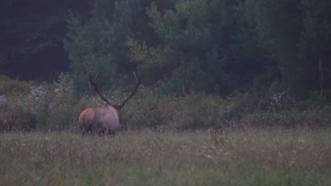 Mature-bull-Elk-in-a-field-before-light