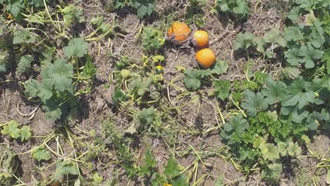 Aerial-View-of-Pumpkin-Views-of-Pumpkins-Waiting-to-be-Picked-on-a-Sunny-Summer-Day-as-Seen-by-a-Drone