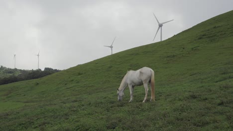 Weißes-Pferd-Frisst-Gras-Mit-Windmühlen-Im-Hintergrund-Des-Nebligen-Tages