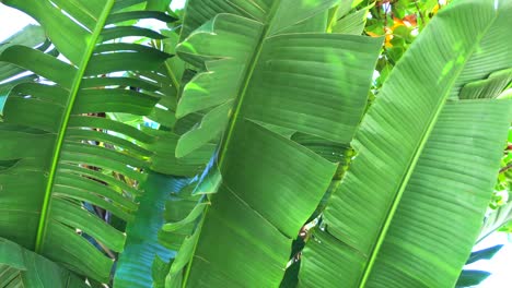 Tropical-banana-tree-leaves-moving-with-a-light-wind-in-Marbella-Spain