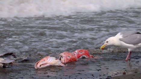 Glaucous-winged-Möwe-Frisst-Fischköpfe,-Die-Am-Strand-Der-Halbinsel-Kenai-In-Alaska-An-Land-Gespült-Wurden