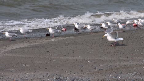 Group-of-sea-gulls-resting-at-the-waterline-on-the-beach-on-Cooks-Inlet-in-Alaska