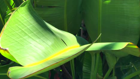 Tropisches-Bananenbaumblatt,-Das-Sich-Mit-Dem-Wind-Bei-Direkter-Sonneneinstrahlung-In-Marbella-Spanien-Bewegt