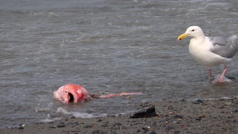 Glaucous-winged-Gull-Watet-In-Der-Brandung,-Um-Gelbäugigen-Fischkopf-Zu-Fressen,-Der-Am-Strand-Der-Halbinsel-Kenai-In-Alaska-An-Land-Gespült-Wurde