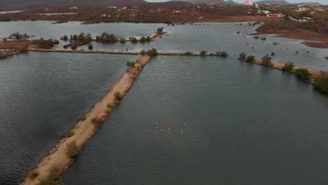 Luftaufnahmen-Von-Flamingos,-Die-Von-Einem-Salzsee-In-Der-Niederländischen-Karibik-Abfliegen