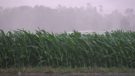 Ein-Großer-Sturm-Weht-Mais-Und-Viel-Regen