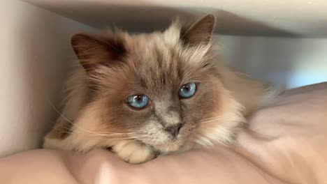 Cute-white-Birman-cat-with-ocean-blue-eyes-laying-on-a-pillow-and-looking-around