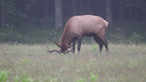Male-Elk-racking-the-grass,-strengthening-muscles-for-the-rut
