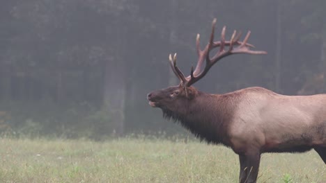 Mature-heard-elk-bugling-in-the-mountains