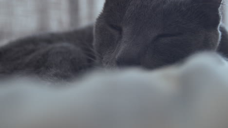 Sleepy-Cat-on-a-Bed-02