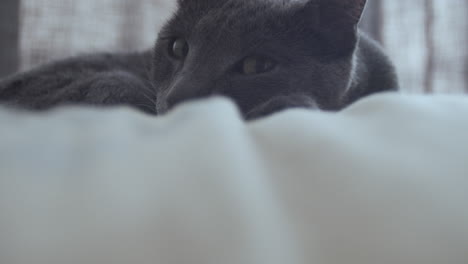 Schläfrige-Katze-Auf-Einem-Bett-01