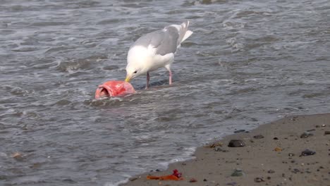 Glaucous-winged-Gull-Waten-In-Der-Brandung,-Um-Gelben-Augenfischkopf-Zu-Essen,-Der-Am-Strand-Auf-Der-Kenai-Halbinsel-In-Alaska-An-Land-Gespült-Wurde