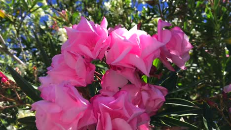 Schöne-Nahaufnahme-Eines-Rosa-Oleanderbuschs-Und-Blumen-In-Marbella-Spanien,-Tropische-Rosa-Oleanderpflanze