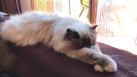 Cute-white-Birman-cat-sleeping-on-a-sofa-with-stretched-paws