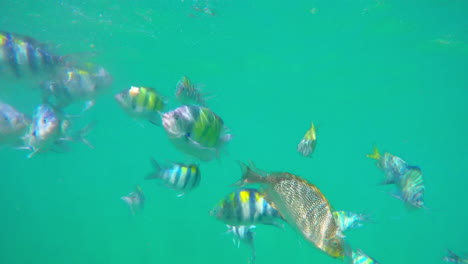 Eine-Herde-Gelb-Gestreifter-Tropischer-Fische,-Die-Beim-Schnorcheln-Herumschwimmen