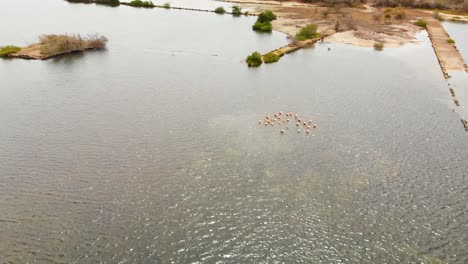 Flamingos-wading-in-a-salt-lake-in-Curacao