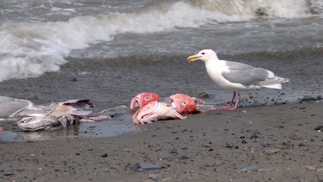 Glaucous-Winged-Gulls-eating-fish-that-have-washed-ashore-at-the-beach-on-the-Kenai-Peninsula-in-Alaska