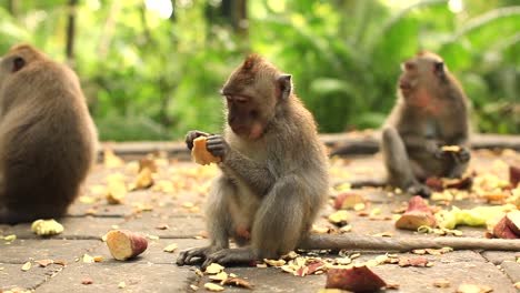 young-balinese-monkeys-sitting-down-and-eating-sweet-potatoes,-shot-in-monkey-forest,-bali,-indonesia