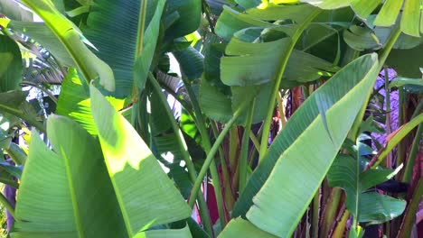 Big-tropical-banana-tree-leaves-moving-on-a-sunny-and-windy-day-in-Marbella-Spain