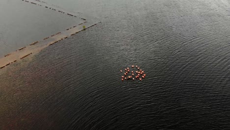 Wading-flamingos-aerial-footage-at-this-amazing-salt-lake