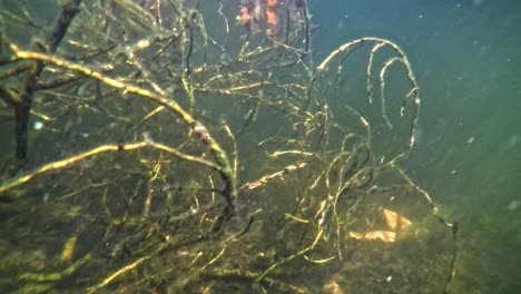 Seebarsch-Schwimmen-Durch-Eine-Unterwasserpflanze-Im-See-Nahe-Der-Oberfläche