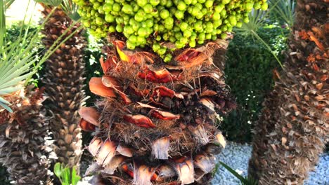 Green-Pindo-palm-fruit-on-a-small-palm-tree-in-Marbella-Spain,-sunny-weather