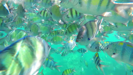 Eine-Herde-Gelb-Gestreifter-Tropischer-Fische,-Die-Beim-Schnorcheln-Herumschwimmen