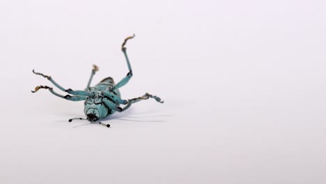 Helpless-upside-down-blue-weevil-struggles-and-waves-legs,-isolated