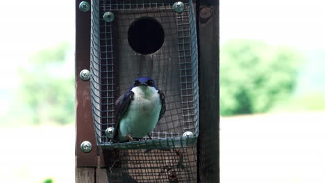 A-tree-Swallow-sitting-on-a-nesting-box