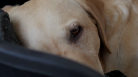 Cute-Golden-Labrador-adult-dog-lying-down-to-rest-at-home-,-close-up-tilting-shot