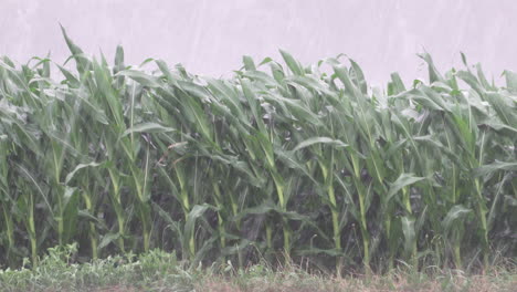 A-major-rainstorm-with-wind-and-rain-blowing-a-field-of-corn