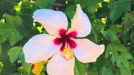 Hermosa-Rara-Flor-De-Hibisco-Blanco-Y-Rojo-En-Un-Arbusto-En-Marbella-España,-Flor-Tropical
