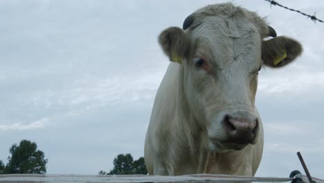A-cow-looking-into-the-camera