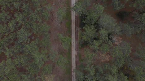 Vertical-aerial-view-of-a-pine-forest-with-dirt-road-in-the-middle