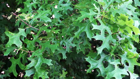 Bright-green-oak-leaves-blowing-in-the-wind