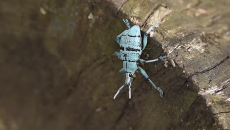 Bunter-Blauer-Rüsselkäfer-Der-Gattung-Eupholus-Im-Natürlichen-Hintergrund,-Makro