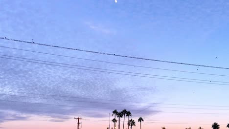 Tilt-down-from-moon-to-flock-of-birds-perching-on-a-powerline-at-sunset,-Phoenix,-Arizona
