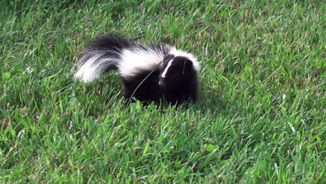 A-skunk-walking-around-in-the-green-grass-of-a-lawn