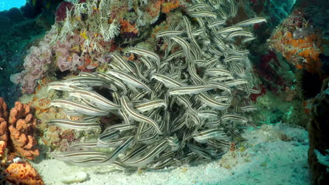 A-flock-if-Striped-catfish-on-the-bottom-of-the-sea-floating-around-coral-polyp