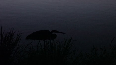 Ein-Reiher,-Der-In-Der-Dunkelheit-Am-Ufer-Eines-Sees-Fischt